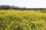 Rapaseed (brassica Napus) Flower Stock Photo