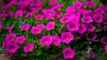 Flowerbed Of Petunias In East Grinstead Stock Photo