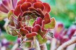 Cactus Flower Stock Photo