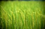 Rice Field Stock Photo