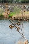 Tree Full Of Dried Seed Pods Along The Sarca River In Arco Trent Stock Photo