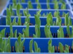 Tulips Seedling - Agribusiness Stock Photo