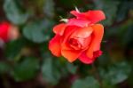 Red Rose Bursting Into Flower Stock Photo