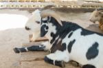 The Black And White Goat Stock Photo