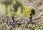 Beautiful Isolated Photo Of A Chick Of Canada Geese Found Something Stock Photo