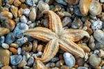 Common Starfish (asterias Rubens) Washed Ashore At Dungeness Stock Photo