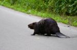 The Close-up Of The Canadian Beaver Stock Photo