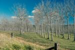 Trees In The Country Field  Stock Photo