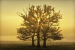 Sunrise Behind Trees Stock Photo