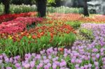 Tulips Garden Stock Photo