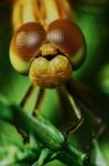 Portrait Of A Dragonfly Stock Photo