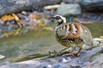 Bar-backed Partridge Stock Photo