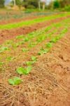 Growing Organic Vegetable Stock Photo