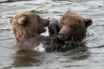 Bears In Katmai National Park, Alaska Stock Photo