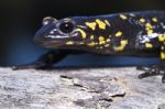 Fire Salamander Stock Photo