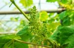 Young Green Grapes Stock Photo