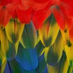 Scarlet Macaw Feathers Stock Photo