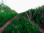 Grass On The Way Between Fields Of Wheat For Background Stock Photo