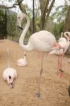 Portrait Of A Flamingo Stock Photo