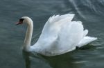 Swan On Lake Maggiore Piedmont Italy Stock Photo
