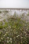 Vast Land With Rain Ponds Stock Photo