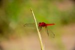 
Dragonfly Stock Photo