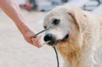 Yellow Labrador On The Beach Stock Photo