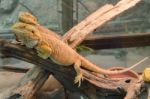 Central Bearded Dragon (pogona Vitticeps) Stock Photo