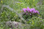 The Cyclamen Blooming In Israel	 Stock Photo