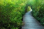 Mangrove Forest Stock Photo