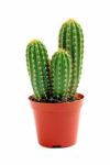 Potted Globe Cactus Stock Photo