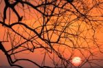 Branch Silhouette Sunset Stock Photo