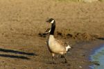 Beautiful Canada Goose On The Beach Stock Photo