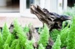 Green Plant Decorated In Home Garden Stock Photo