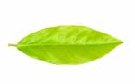 Tea Leaf Isolated On The White Background Stock Photo