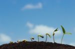 Seed Row Growing On Soil Stock Photo