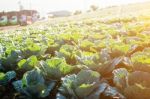 Planted Cabbage With Morning Sun Stock Photo