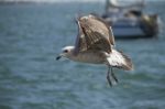 Seagull In Flight Stock Photo