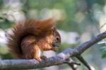 Eurasian Red Squirrel (sciurus Vulgaris) Stock Photo