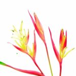 Heliconia Lady Di Stock Photo