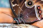 Blue Morpho Butterfly ( Morpho Peleides) Feeding On Some Rotting Stock Photo