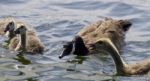 Beautiful Background With A Family Of The Canada Geese Stock Photo