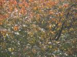 Autumn Tree Foliage Texture Stock Photo