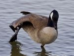 Beautiful Isolated Photo With A Cute Canada Goose In The Lake Stock Photo