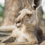 Kangaroo Outside During The Day Stock Photo