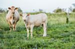 Country Cows Stock Photo