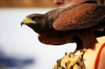 Golden Eagle On Glove Stock Photo