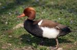 Red Crested Pochard Stock Photo