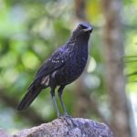 Blue Whistling-thrush Stock Photo