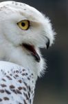 Snowy Owl (bubo Scandiacus) Stock Photo